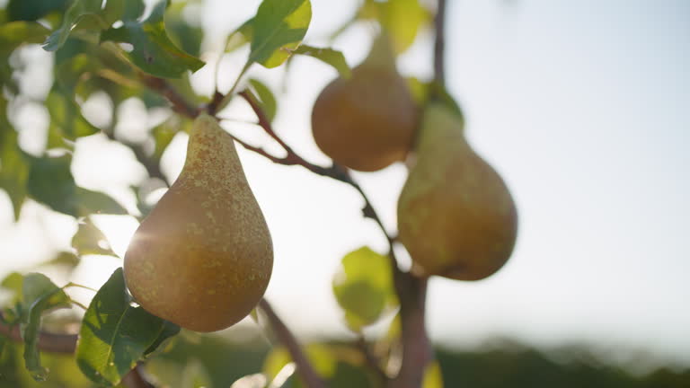 Ripe Pears Hanging on a Tree Branch in Sunlit Orchard