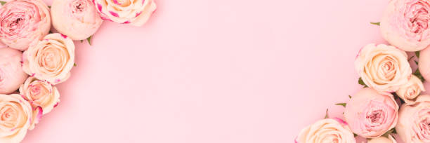 istock Banner with rose flowers on a pink background. 2148390758