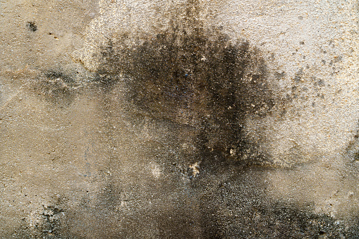 The textured background depicts an old cement wall with dried moss, cracks, and signs of dampness.