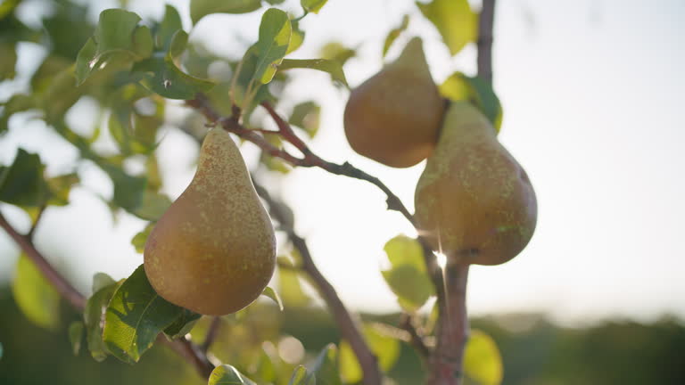 Sun-kissed Ripening Pears on Orchards Branches