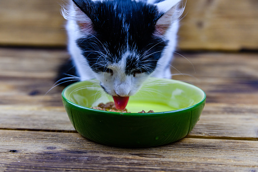Little kitten eating food from pet bowl
