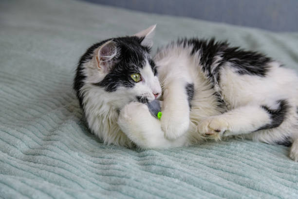 istock Little black and white kitten playing on a bed 2148391609