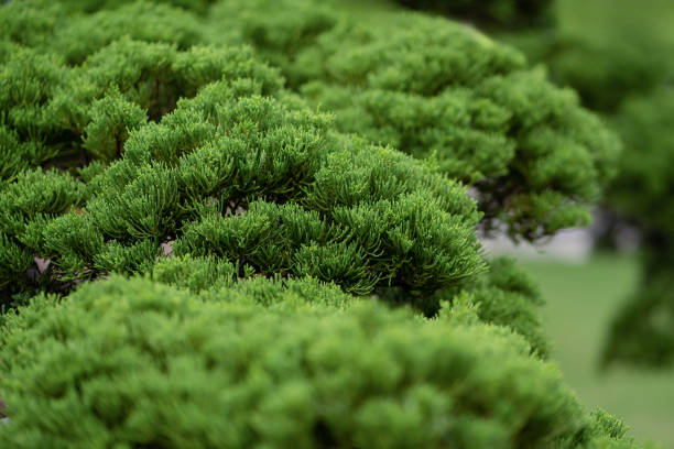 Close-up of a shrub or conifer with an artistic pruning in the style of pom-pom or cloud (topiaria), in a garden. The form is sculptural and the tree sits on a bed of dirt and grass.