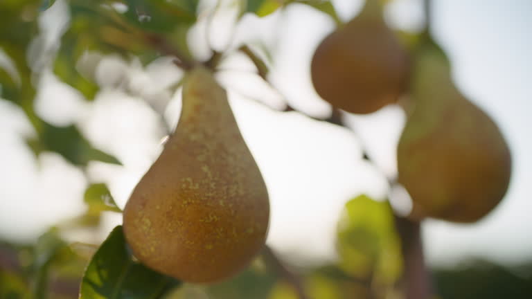 Ripe Pear Hanging from Tree Branch