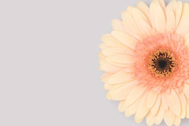 Beige gerbera flower on a blue background. Place for text.