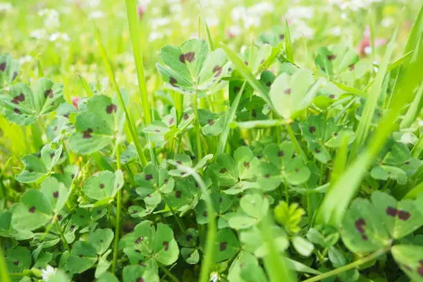 Trifolium repens, white clover, is a herbaceous perennial plant in bean family Fabaceae, Leguminosae. A forage crop in most grassy areas, lawns and gardens. Green clover leaves with brown spots