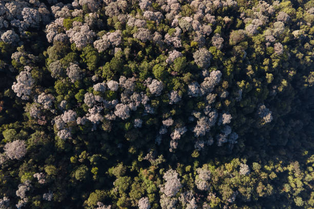 istock Aerial top down view of asian rainforest 2148392230