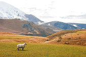 A sheep stand in a field surrounded by mountains in New Zealand