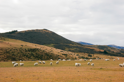 A flock of sheep graze on green grass with dry arid mountainous terrain in the distance and snow capped peaks