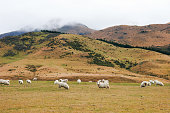 A flock of sheep stand in a field surrounded by mountains in New Zealand