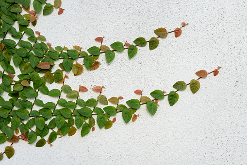 Creeping Fig Vine plant climbing on wall. Background with leaf concept