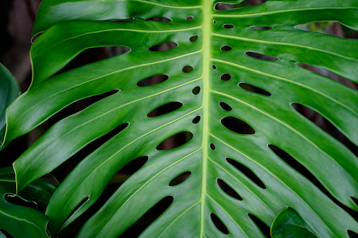 Large Monstera green leaf close up