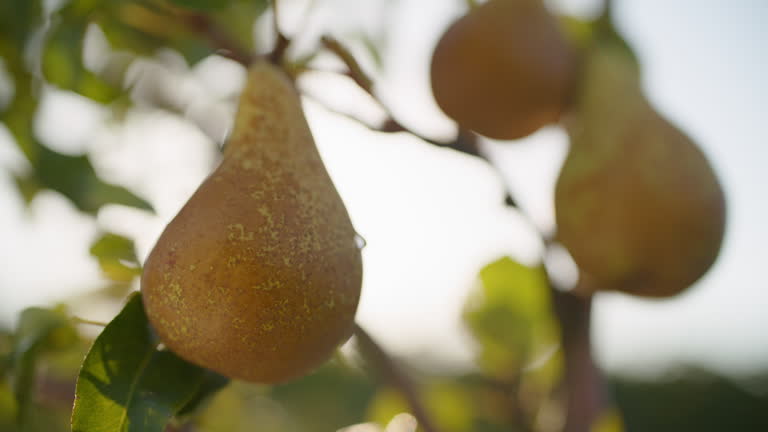Sun-kissed Ripe Pears on a Tree