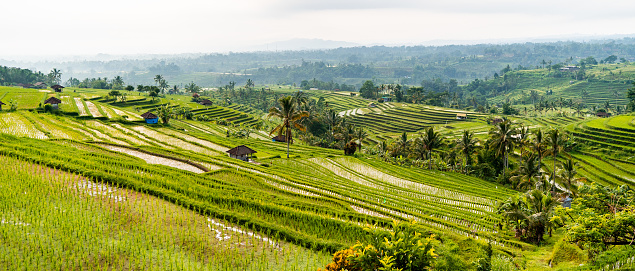 Rice terraces stretch across the foreground, their vibrant green stalks standing in stark contrast to the water-filled paddies. Palm trees and traditional huts are scattered throughout the landscape, offering a glimpse into rural life. In the background, rolling hills fade into the misty horizon under a clear sky. Shot taken in Bali.