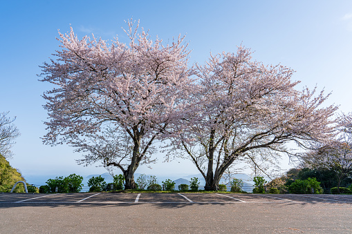 Sakura and Seto Inland Sea of Shiudeyama in Mitoyo City, Kagawa Prefecture