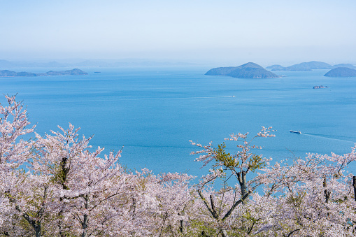 Sakura and Seto Inland Sea of Shiudeyama in Mitoyo City, Kagawa Prefecture