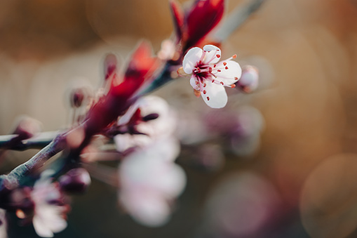 chery blossom blooming in springtime