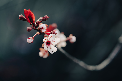 chery blossom blooming in springtime