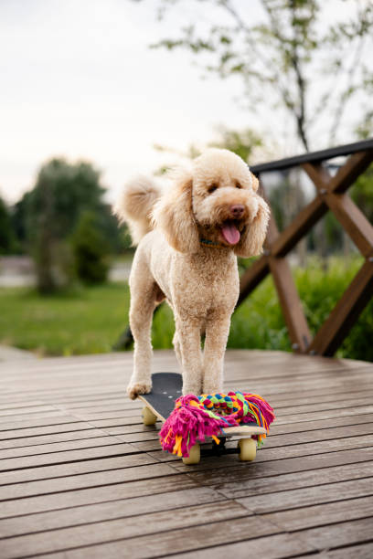 Red poodle standing on skateboard at park