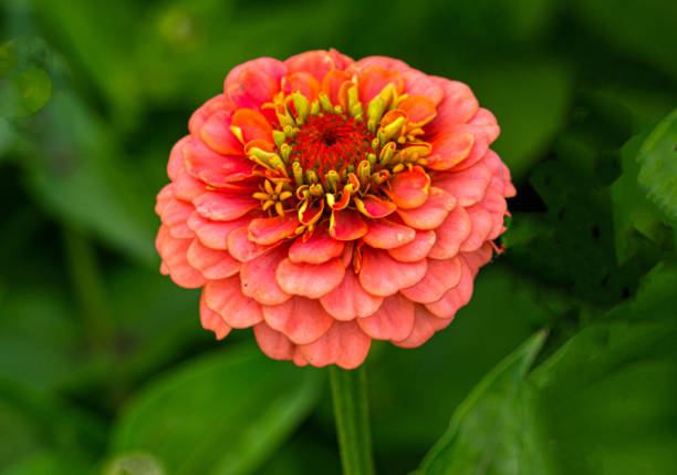 pink zinnia flower on a flowerbed