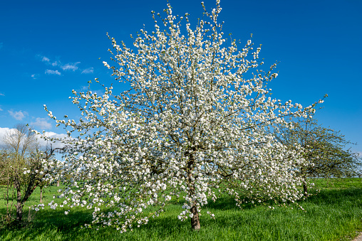 Single, blossoming apple tree in beautiful weather and almost cloudless sky on an orchard meadow
