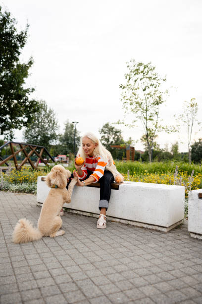 pet sitter caring about dogs. she is playing with dog outdoors - puppy dog toy outdoors - fotografias e filmes do acervo