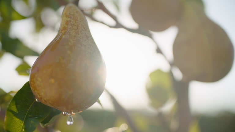 Sunlit Pear Orchard Close-Up