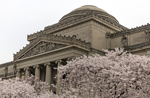 cherry blossom flowers in bloom in front of the brooklyn museum in prospect heights new york city (historic landmark art institution with columns and statues)
