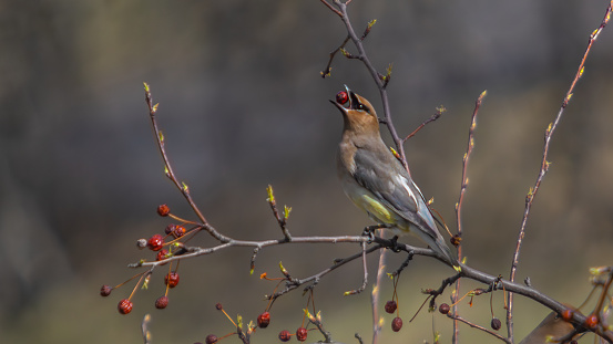 A Cedar waxwing in its natural environment in the Laurentian forest in early spring.