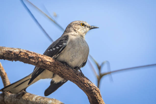 Songbird perched on garden fixture with out of focus background and copy space