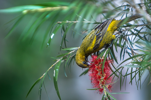 A Cuban Oriole female feed on his favorite flower, Crimson Bottlebrush in the magnificent natural reserve of Matanzaz in Cuba.