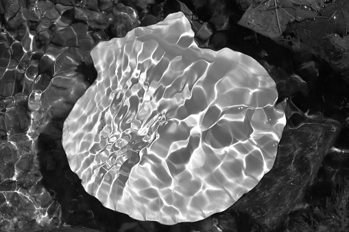 Caustic light flowing over scallop shell in water, black and white