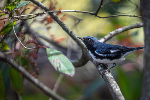 A male black-throated blue warbler in the magnificent natural reserve of Matanzas in Cuba.