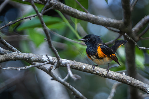 A male American redstart in the magnificent natural reserve of Matanzas in Cuba.