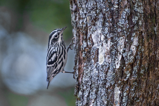 A Black and white warbler in the magnificent natural reserve of Matanzas in Cuba.