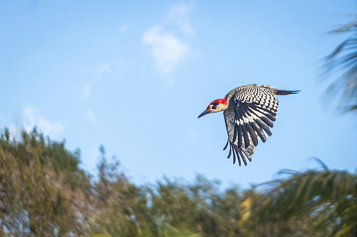 A woodpecker flies out of its nest in the magnificent natural reserve of Matanzaz in Cuba.