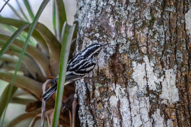 A Black and white warbler in the magnificent natural reserve of Matanzas in Cuba.