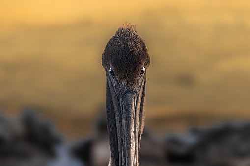 Face to face with a brown pelican in the magnificent natural reserve of Matanzaz in Cuba.
