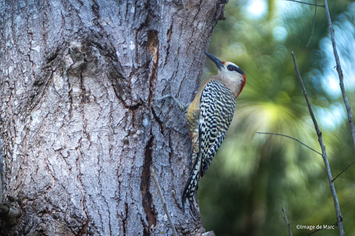 A West Indian Woodpecker carries out a quick inspection around its nest in the magnificent natural reserve of Matanzaz in Cuba.