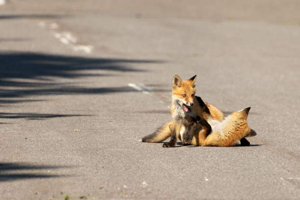 istock Hokkaido red fox baby 2148398601