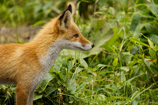 Hokkaido red fox baby