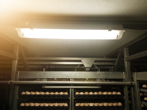 In an egg incubation machine with lamp lighting. Hatching Eggs in the trolley with lighting on roof top.