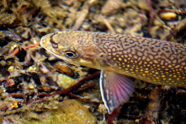 Brook trout in Nishibetsu River, Hokkaido