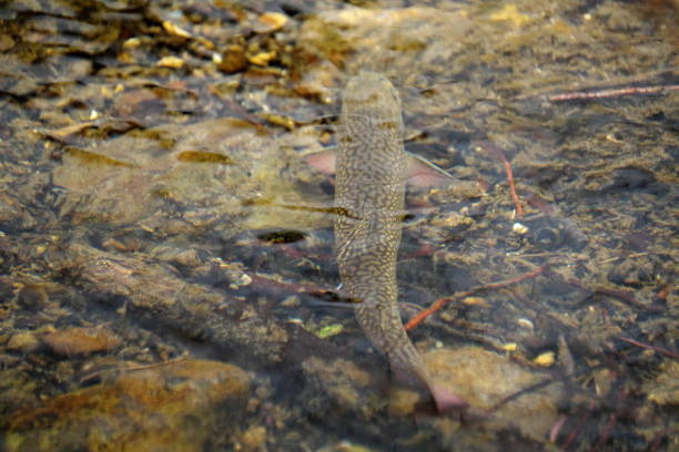 Brook trout in Nishibetsu River, Hokkaido