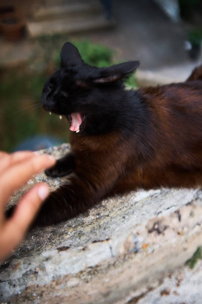 black cat on a cement fence on a summer day