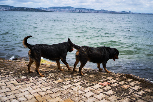 Rottweilers play on the pier on Prince's Island overlooking Istanbul
