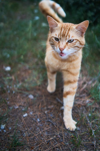 istock cute peach cat meows and stretches on the grass 2148399456