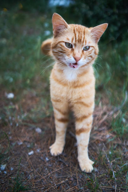 istock cute peach cat meows and stretches on the grass 2148399457