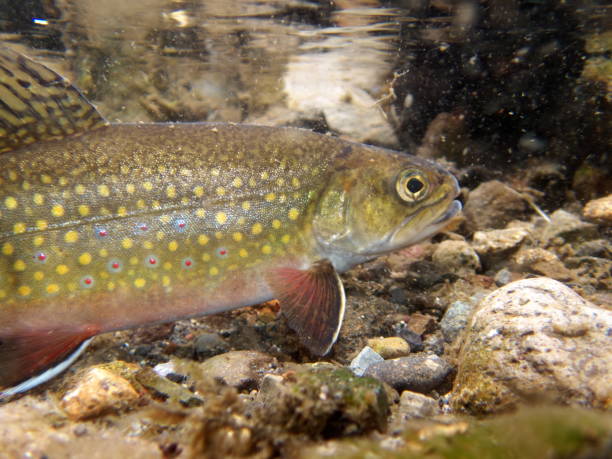 istock Brook trout in Nishibetsu River, Hokkaido 2148399485