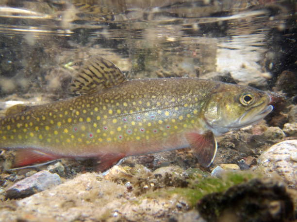 istock Brook trout in Nishibetsu River, Hokkaido 2148399486